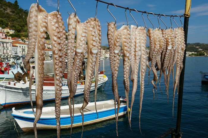 Dried octopus hanging by a Greek harbor, a sight that can bring culture shock to travelers.