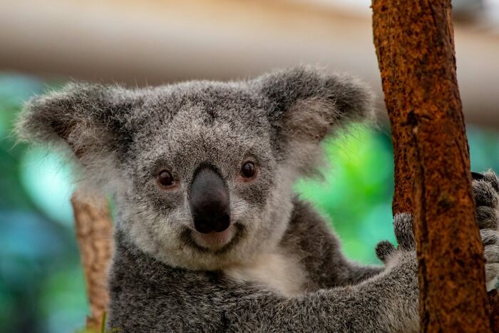 A cute koala in a tree, perhaps representing unusual or forgettable facts about animals.