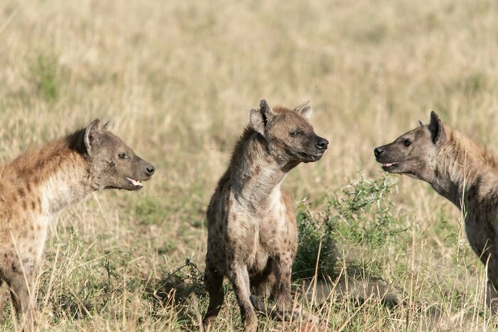 Three hyenas in a grassy field, depicting animal facts people might want to forget.