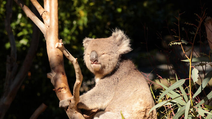 A sleepy koala sitting in a tree, basking in the sun. This image illustrates facts people wish they could forget.