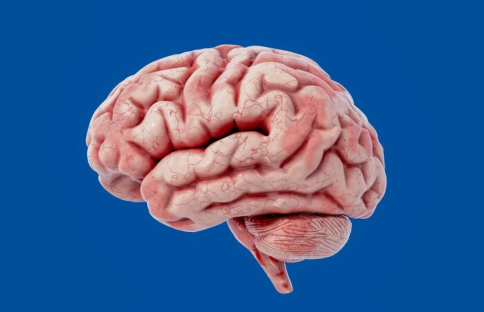 A detailed 3D rendering of a human brain with visible veins on a blue background. This image relates to facts people wish they could forget.