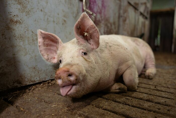 A happy-looking pig lying in a barn, revealing surprising animal facts people wish they could forget.