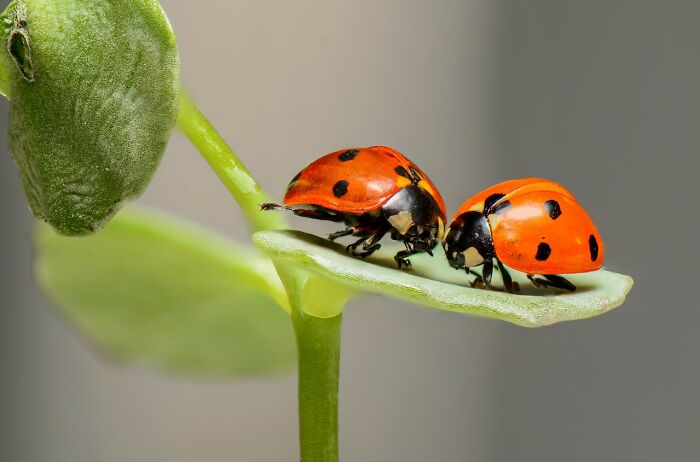 Two ladybugs on a green leaf, highlighting fascinating insect facts people wish they could forget.