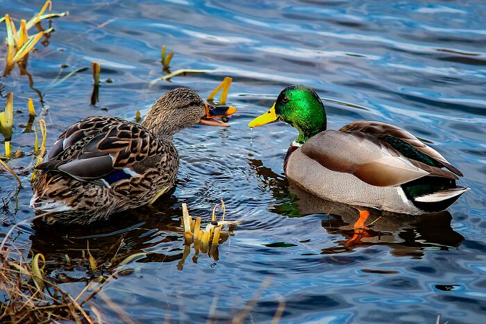 Two ducks interacting in blue water, showcasing interesting animal facts people wish they could forget.