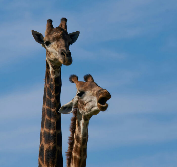 Two giraffes with long necks against a clear blue sky, one with its mouth open, showcasing facts of nature.