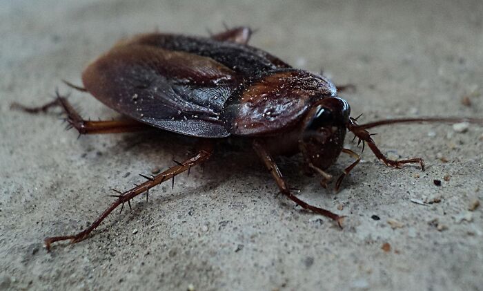 A close-up of a cockroach, one of the many facts people wish they could forget.