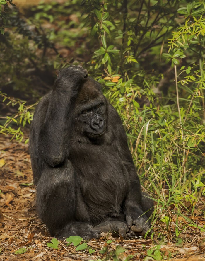 A gorilla sits with its hand on its head, appearing to regret learning some facts people wish they could forget.