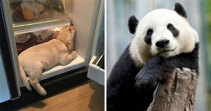 43 Adorable Animal Pics Shared By “Cute Emergency” That Might Instantly Brighten Your Day