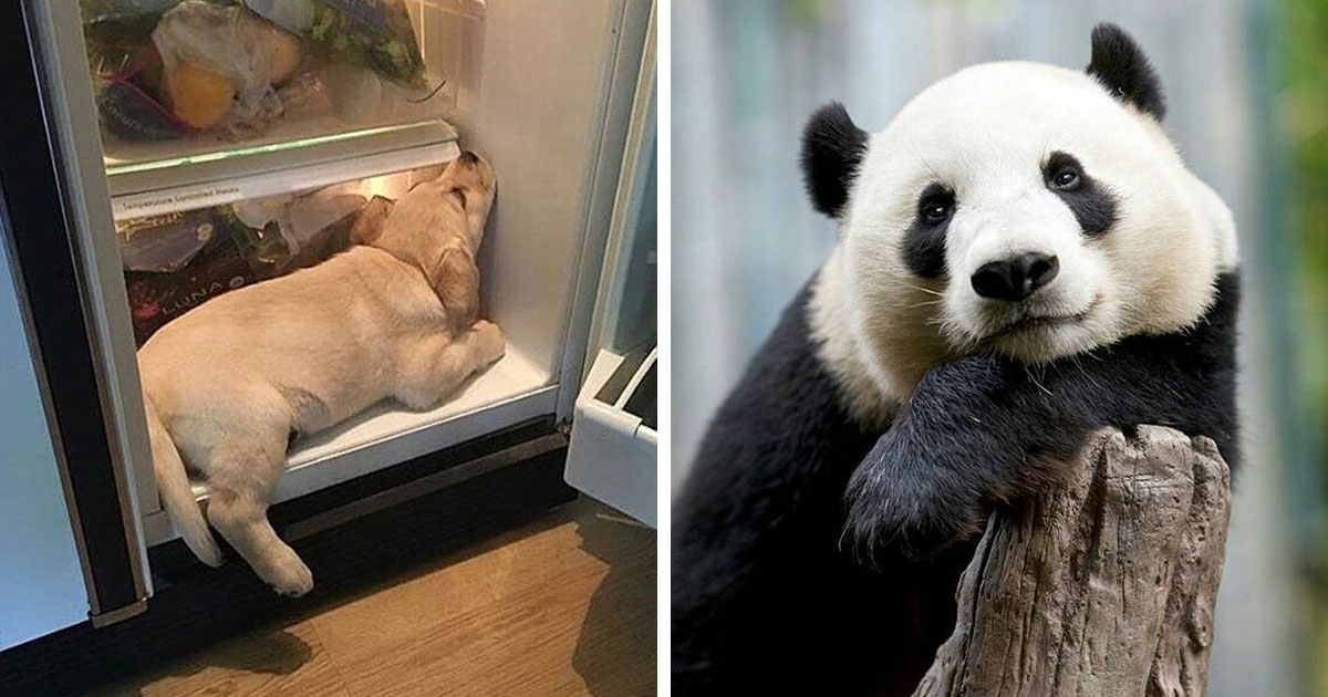43 Adorable Animal Pics Shared By “Cute Emergency” That Might Instantly Brighten Your Day