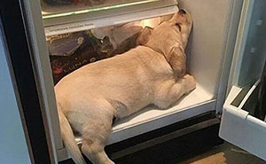 43 Wholesome Animal Pics From “Cute Emergency” That Are Almost Too Cute To Handle