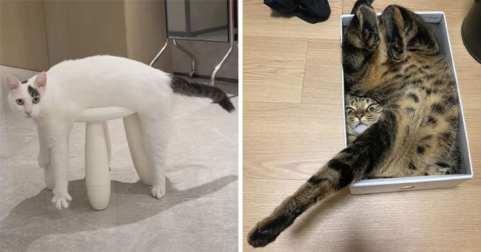 This Page Captures Cats Being Adorable, Chaotic, And Way Too Funny (37 New Pics)