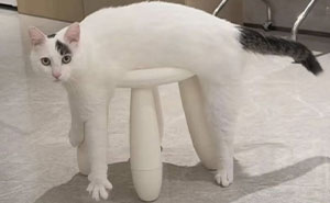 This Page Shared Photos Of Cats Who Have Absolutely No Idea How Funny They Are (37 New Pics)