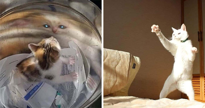 31 Animal Photos Shared By This Page That Are Equal Parts Adorable and Absurd