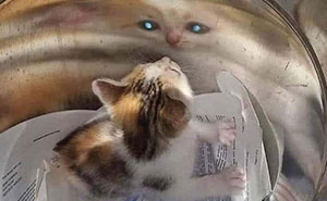 31 Animal Photos Shared By This Page That Are Equal Parts Adorable and Absurd