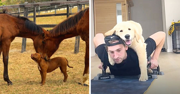 27 Cute And Funny Dog Pics Shared By “The Pet Collective”