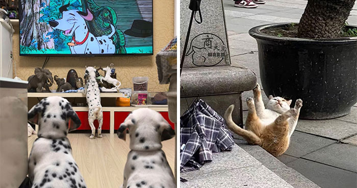 64 Animals Caught On Camera Being Cute, Funny, And Completely Unbothered, As Shared By This Community