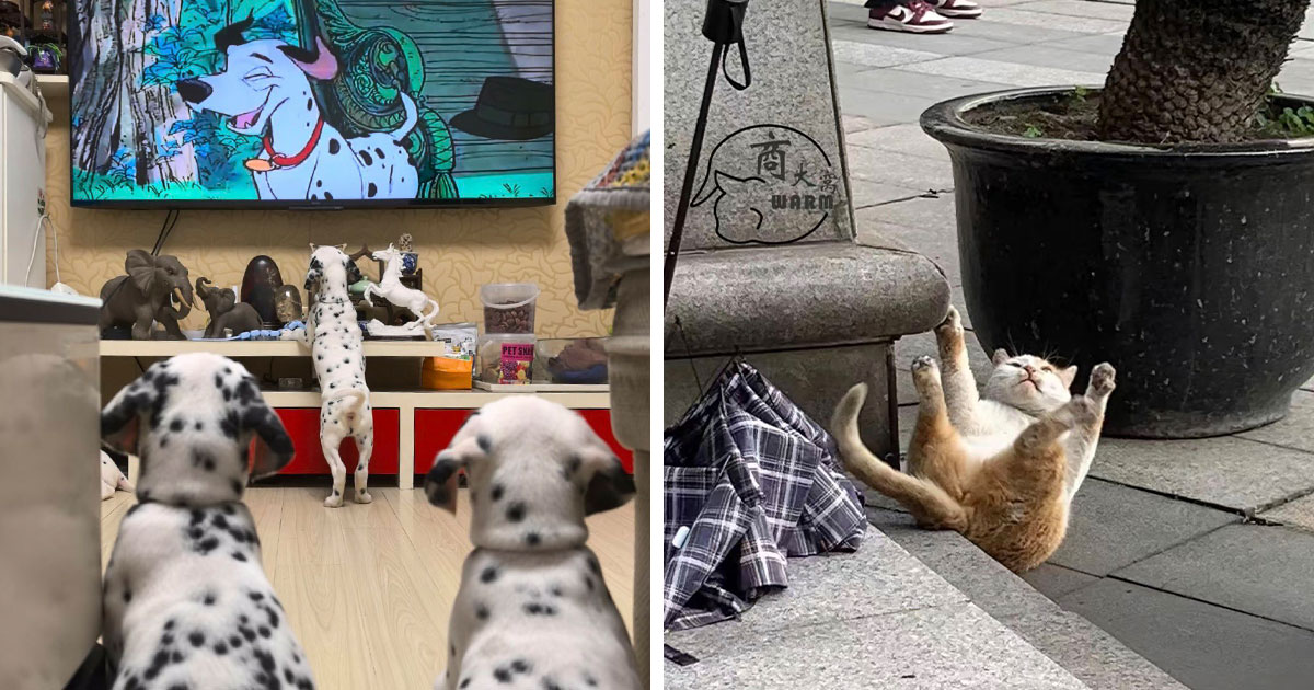 64 Wholesome Animal Photos That Might Make You Smile Without Even Trying | Bored Panda