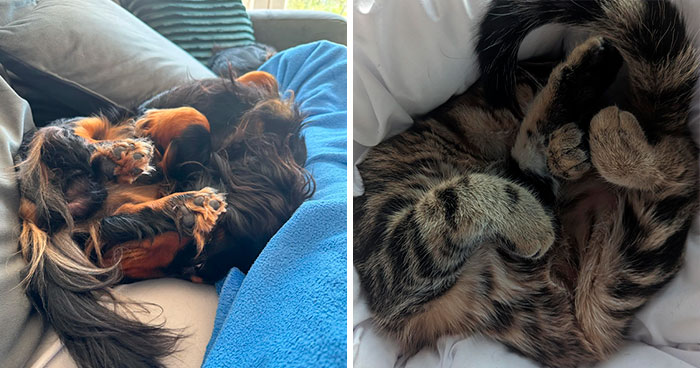 130 Cute And Derpy Pets That Look Like They Were “Assembled” Wrong