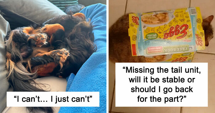 130 Cute And Derpy Pets That Look Like They Were “Assembled” Wrong