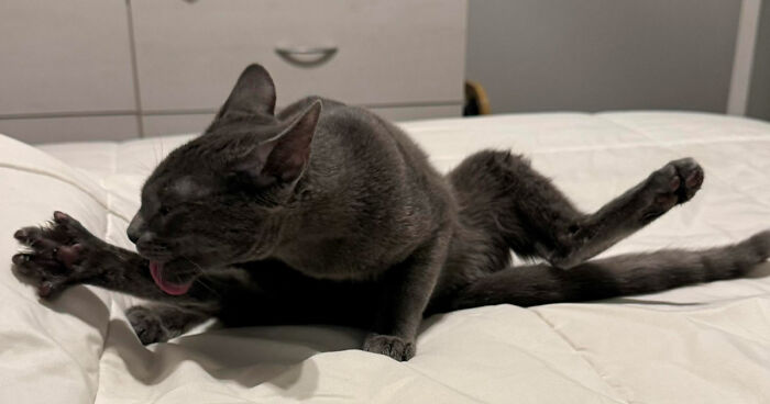 130 Hilarious Pets That Seem To Have Been Put Together At 2 A.M. On A Friday