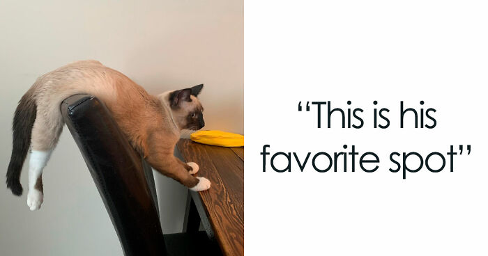 130 Hilarious Pets That Seem To Have Been Put Together At 2 A.M. On A Friday