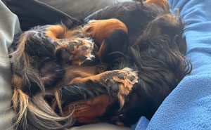 130 Cute And Derpy Pets That Look Like They Were 
