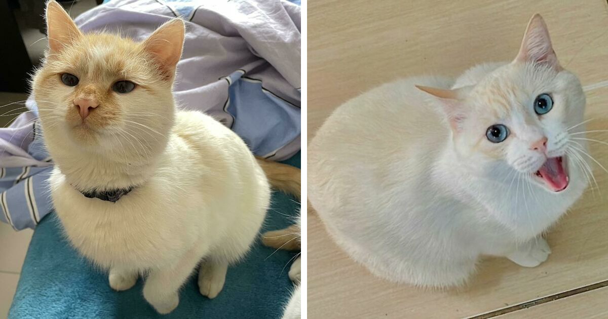301 Adorable White Cats That Look Like Walking Marshmallows With Attitude