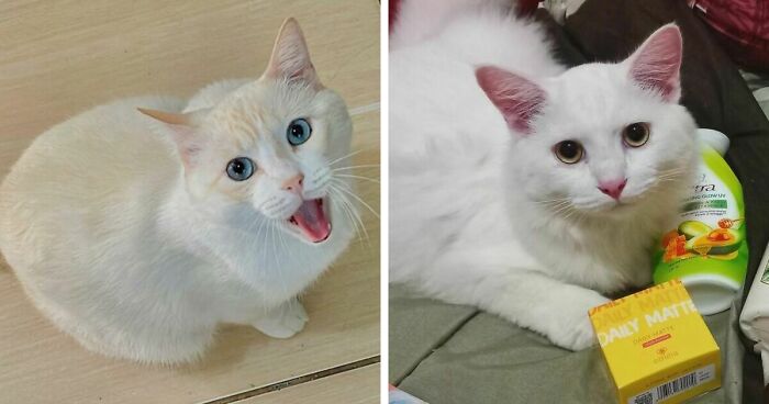 301 Adorable White Cats That Somehow Look Majestic Even When They’re Being Ridiculous