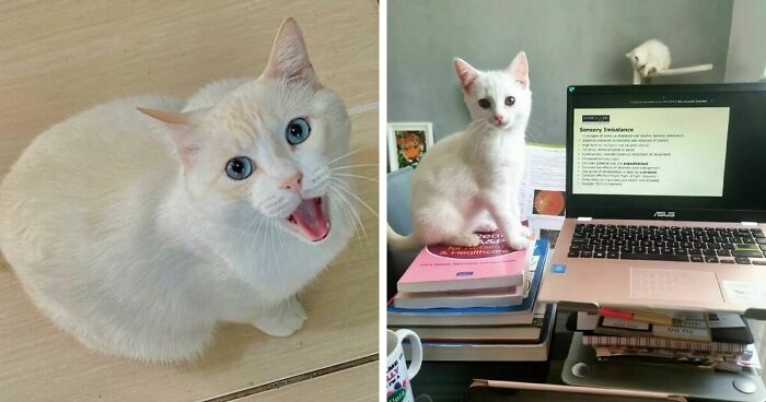 301 Adorable White Cats That Somehow Look Majestic Even When They’re Being Ridiculous