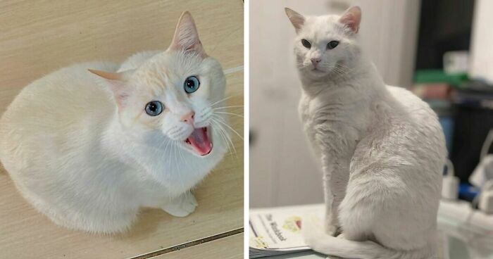 301 Adorable White Cats That Somehow Look Majestic Even When They’re Being Ridiculous