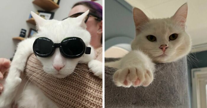 301 Adorable White Cats That Somehow Look Majestic Even When They’re Being Ridiculous