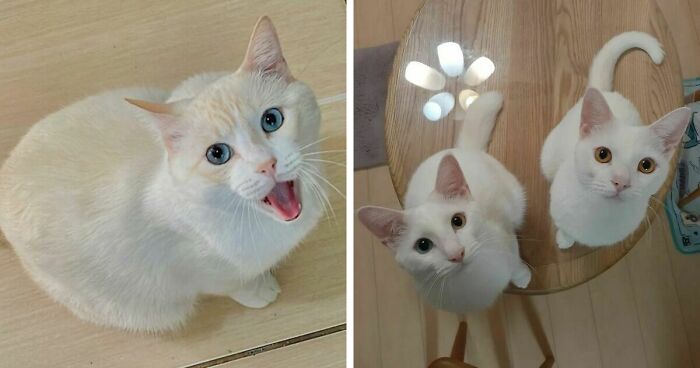 301 Adorable White Cats That Somehow Look Majestic Even When They’re Being Ridiculous