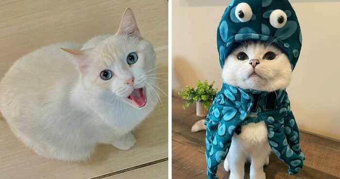 301 Adorable White Cats That Somehow Look Majestic Even When They’re Being Ridiculous