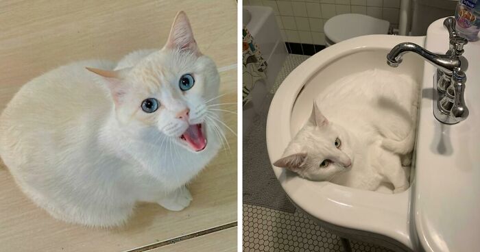 301 Adorable White Cats That Somehow Look Majestic Even When They’re Being Ridiculous