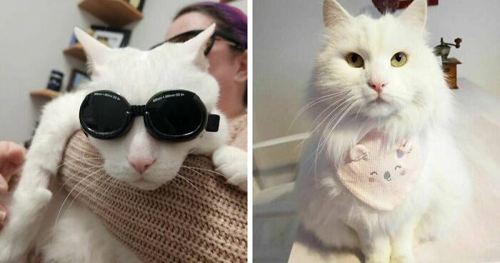 301 Adorable White Cats That Somehow Look Majestic Even When They’re Being Ridiculous