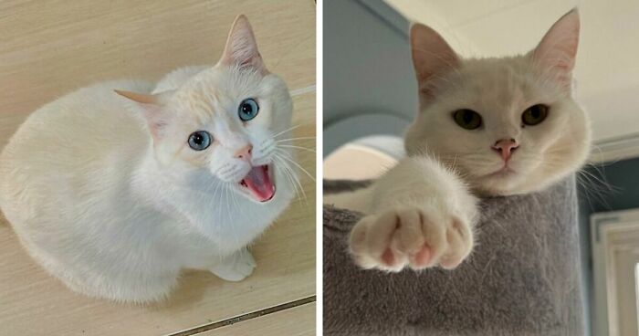 301 Adorable White Cats That Somehow Look Majestic Even When They’re Being Ridiculous