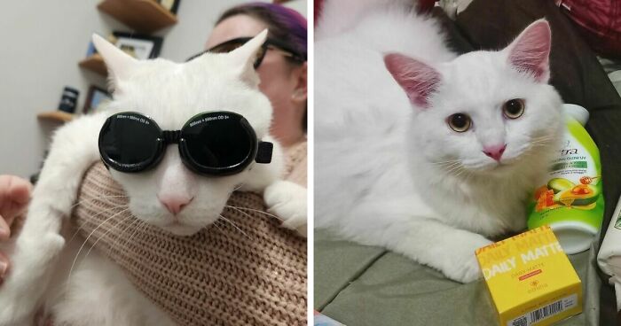 301 Adorable White Cats That Somehow Look Majestic Even When They’re Being Ridiculous