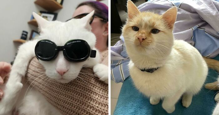 301 Adorable White Cats That Somehow Look Majestic Even When They’re Being Ridiculous