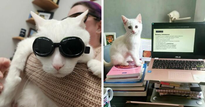 301 Adorable White Cats That Somehow Look Majestic Even When They’re Being Ridiculous