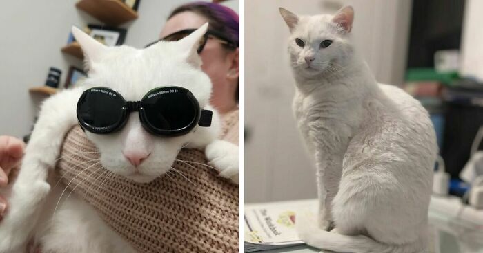 301 Adorable White Cats That Somehow Look Majestic Even When They’re Being Ridiculous