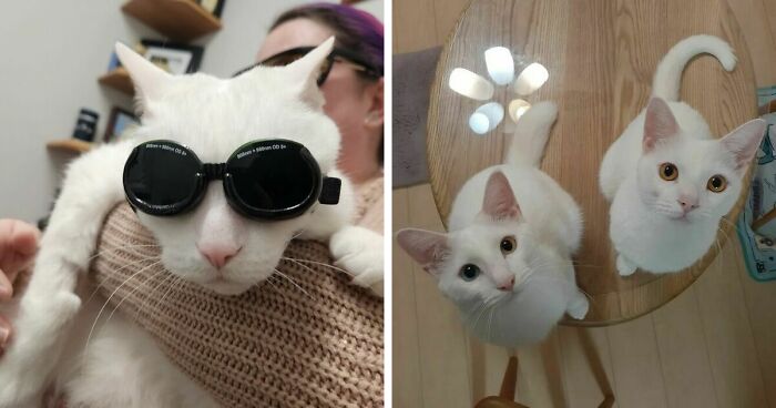 301 Adorable White Cats That Somehow Look Majestic Even When They’re Being Ridiculous