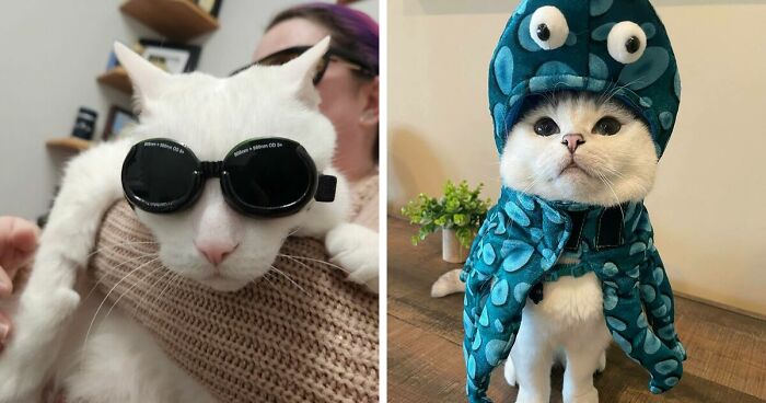 301 Adorable White Cats That Somehow Look Majestic Even When They’re Being Ridiculous