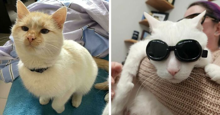 301 Adorable White Cats That Somehow Look Majestic Even When They’re Being Ridiculous