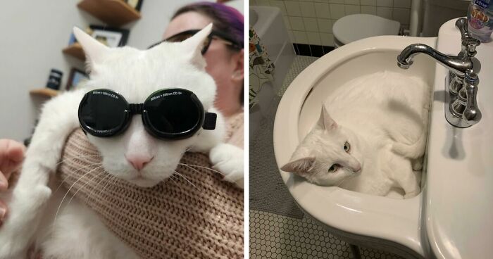 301 Adorable White Cats That Somehow Look Majestic Even When They’re Being Ridiculous