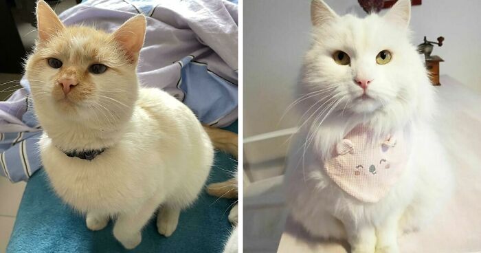 301 Adorable White Cats That Somehow Look Majestic Even When They’re Being Ridiculous