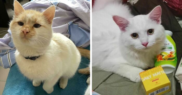 301 Adorable White Cats That Somehow Look Majestic Even When They’re Being Ridiculous