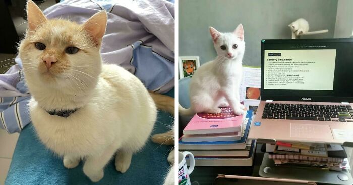 301 Adorable White Cats That Somehow Look Majestic Even When They’re Being Ridiculous