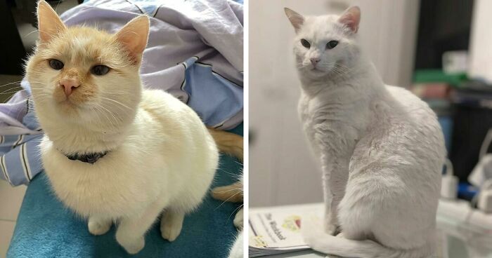 301 Adorable White Cats That Somehow Look Majestic Even When They’re Being Ridiculous
