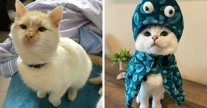 301 Adorable White Cats That Somehow Look Majestic Even When They’re Being Ridiculous
