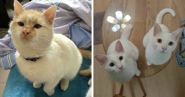 301 Adorable White Cats That Somehow Look Majestic Even When They’re Being Ridiculous